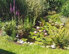 teich