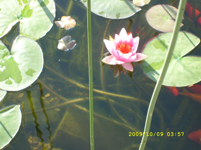 seerose-im-Teich